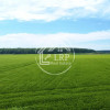 ✨OPORTUNITATE INVESTIȚIE:Teren intravilan 25.000mp Dascălu-Pădure, parcelabil✨ thumb 11